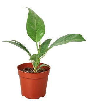 Open image in slideshow, Ficus &#39;Audrey&#39;
