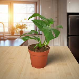 Philodendron Mini Monstera Minima