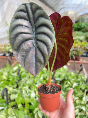 Open image in slideshow, Alocasia &#39;Red Secret&#39;
