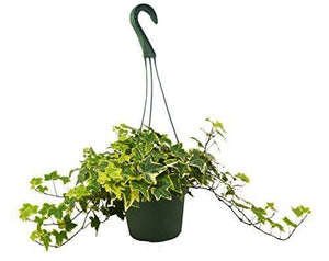 Open image in slideshow, English Ivy Gold Child
