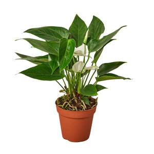 Open image in slideshow, Anthurium &#39;White&#39;
