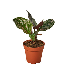 Open image in slideshow, Calathea &#39;Ornata&#39;
