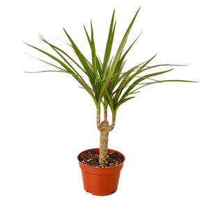 Open image in slideshow, Dracaena Marginata Cane
