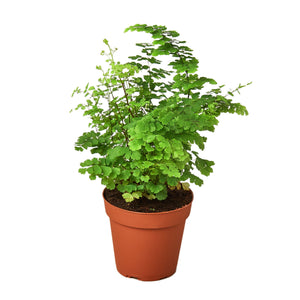 Open image in slideshow, Maidenhair Fern
