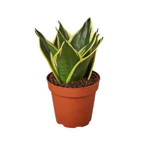 Open image in slideshow, Snake Plant Black Gold - Nursery Pot 4-inch
