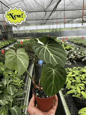 Open image in slideshow, Philodendron Gloriosum &#39;Zebra&#39;
